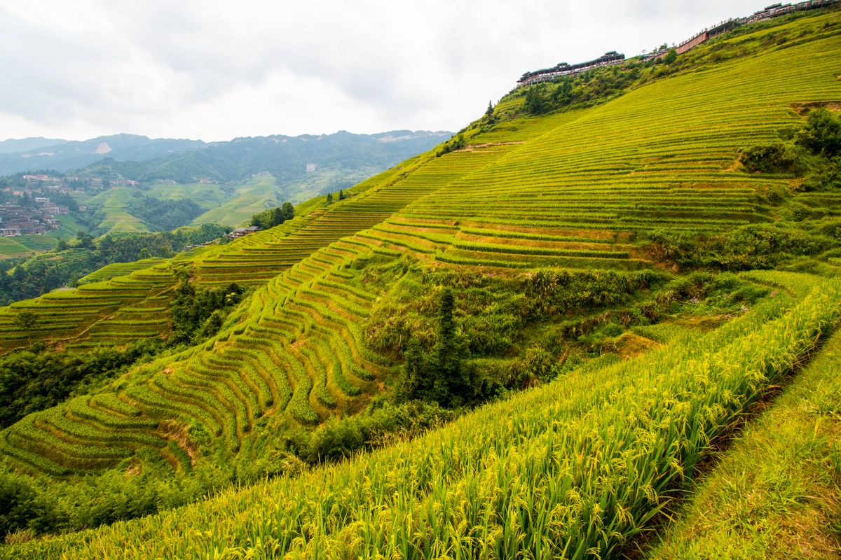 Longji Rice Terraces